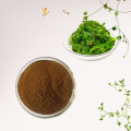 Laminaria japonicie / extrait d&#39;algues Powder Fucoidan 85%